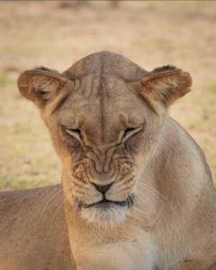 Φωτογραφία από το άλμπουμ του Nanja Mara Lodge σε Masai Mara