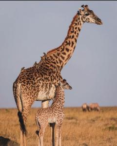 Φωτογραφία από το άλμπουμ του Nanja Mara Lodge σε Masai Mara
