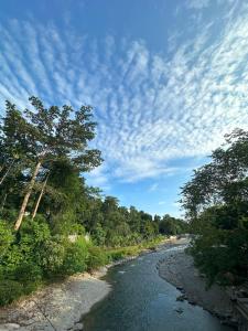 a river with a tree and a cloudy sky at Orangutan Inn - Trekking & Transport Only Book With Us in Bukit Lawang