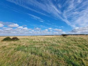 ein Feld aus hoher Wiese mit blauem Himmel in der Unterkunft 6 person holiday home in Tarm-By Traum in Tarm