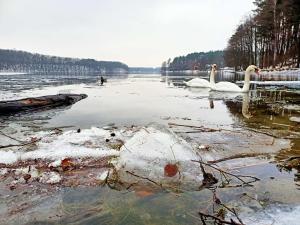 ボルコボにあるScandinavian-style lake houseの2羽の白鳥が雪の湖で泳いでいます +21枚の写真