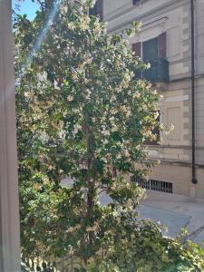 a tree with white flowers in front of a building at Le Melusine Appartamento Grazia in Vercelli +2 photos