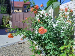 Afbeelding uit fotogalerij van Casa Opal in Săcele