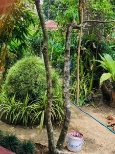 a tree and a bucket in a garden at T N D House in Habaraduwa Central