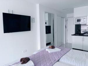 a bedroom with a bed with two dogs laying on towels at Blue Ocean Costa Adeje 504 in Playa de las Americas