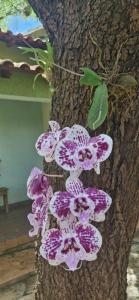 a bunch of purple and white flowers on a tree at Canto da Árvore in Brasilia