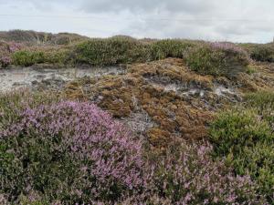Naturlandskabet i nærheden af feriehuset