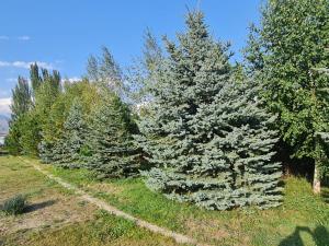 a row of christmas trees in a field at eco- tour in Cholpon-Ata +9 photos