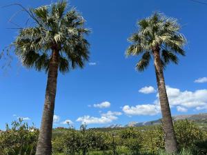 two palm trees in a field with a blue sky at Casa luz in Viñuela