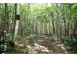 a forest of trees with white flowers on a trail at Authentic Tipi Set in the Stunning Woodland of the White Mountain National Forest, New Hampshire in Chatham
