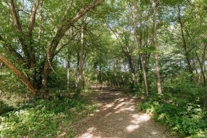 a dirt trail in a forest with trees at "Morning View 4” Cozy Modern Stay - College/Hiking in Berea