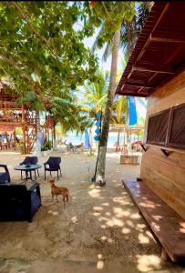 a dog standing on the beach next to a building at Aquarius Diving Club y Cabañas in Rincón