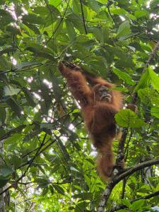 an orangutan is hanging in a tree at Green View Homestay & Jungle Trekking in Bukit Lawang