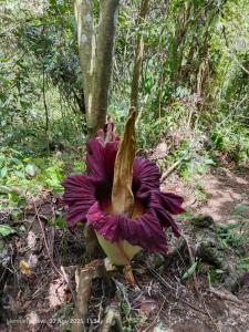 a purple flower on the ground next to a tree at Green View Homestay & Jungle Trekking in Bukit Lawang +8 photos