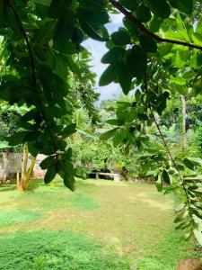 a park with green grass and trees in the background at Sri Holiday House - Hikkaduwa in Hikkaduwa