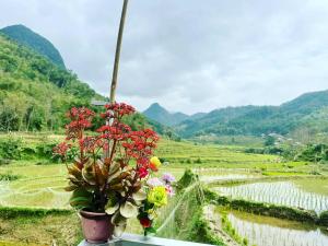 Lũng TiềmにあるHomestay Khánh Pù luôngの畑を見下ろす棚に置かれた鉢植え
