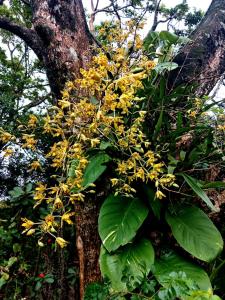 a tree with yellow flowers on the side of it at Rocky Ridge Farm Cottage in Port Edward +13 photos