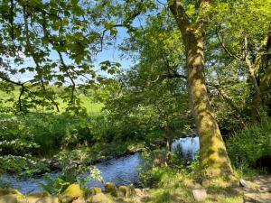 a tree next to a river with a tree at Stream Side Shepherds Hut in Hazlehead Bridge
