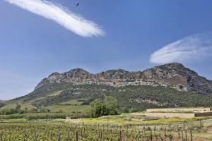 a mountain in front of a field of grapes at Casa U Castagnettu 2 in Patrimonio