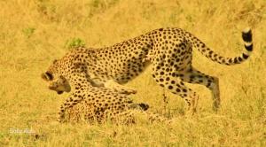 Afbeelding uit fotogalerij van Nyati House in Khwai +133 foto's