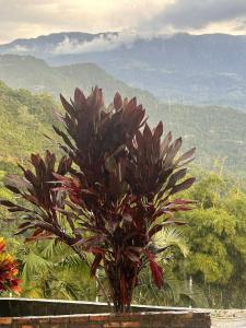 a plant in front of a view of a mountain at Finca el porvenir in Sasaima +1 photo