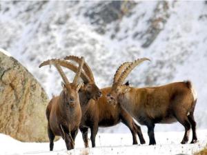 a group of animals with horns standing in the snow at Apartment in Antey-Saint-André near Ski Lifts in Antey-Saint-André