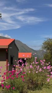 a field of pink flowers in front of a building at Tulma Cabañas in Volcán +13 photos
