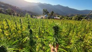 a person is standing in a field of grass at Dar Ketama in Tameloughit