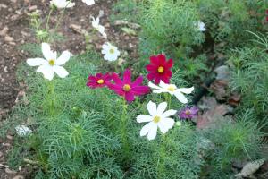 a group of pink and white flowers in a garden at Rivotorto Retreat House in Birkirkara