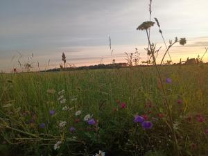 Gallery image of Camping Kohvikann in Võsupere +4 photos