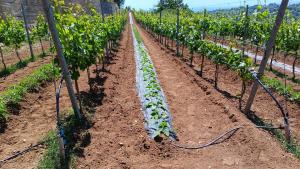 a row of lettuce plants in a field at Casa vacanze San Gianni in Ardore Marina