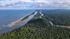 an aerial view of a river and trees in the ocean at Cabinas Tortuguero Natural in Tortuguero
