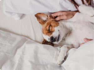 a dog laying on top of a bed at Hotel Renew in Honolulu