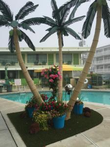 Bazén v ubytování Caribbean Motel nebo v jeho okolí