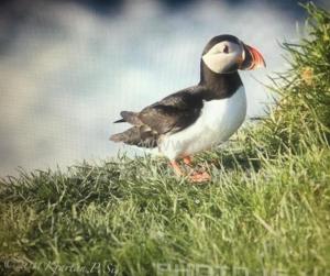 Fotografie z fotogalerie ubytování Puffin Nest Capsule Hostel v destinaci Vestmannaeyjar