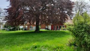 a tree in a field in front of a house at Hotelpension Pfarrhaus in Alt Schwerin