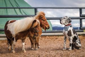 Foto dalla galleria di Ferienwohnung auf dem Bauernhof 
