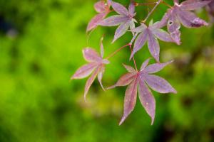 a bunch of purple leaves on a plant at RouTe5 in Matsumoto