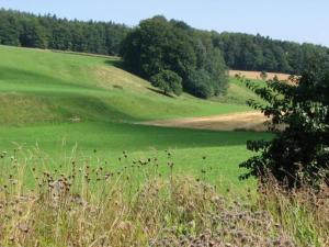 ein großes, grünes Feld mit Bäumen auf einem Hügel in der Unterkunft Landgasthof zur Post in Heiligenberg