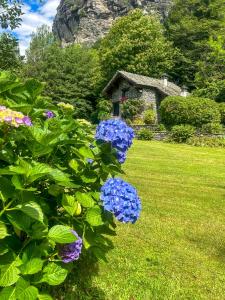 a garden with blue flowers and a house in the background at Chalet La Baita in Baceno