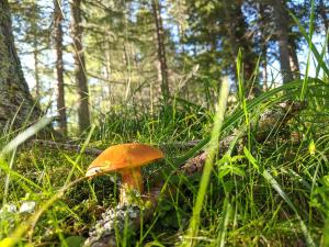 Gallery image of Sechszirbenhütte am Falkert 1700 m in Falkertsee