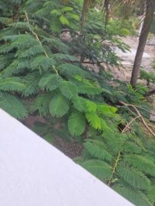 a plant with green leaves next to a sidewalk at Diani Beach Walk in Diani Beach