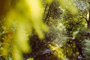 a blurry picture of a river in a forest at Retro mobilehome Buurgplaaz in Wintger +1 photo