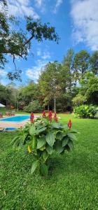 a plant with red flowers in the grass next to a pool at Camping Tacuara in Independencia