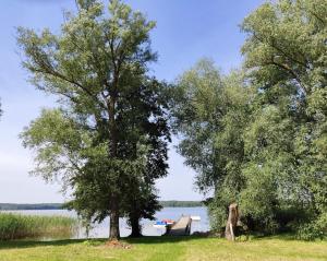 two trees in a field next to a lake at Marina Jermak in Skorka