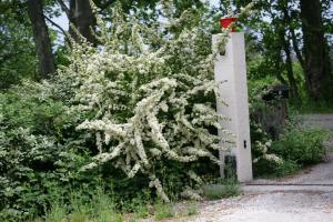 a tree with white flowers on the side of a fence at Avignon Grand Mas XXL avec Piscine, parc et Mazet in Avignon