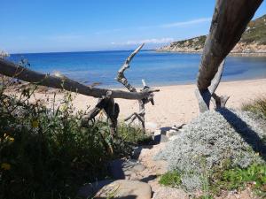 a tree on a beach with the ocean in the background at Case del centro storico Santa Teresa Gallura in Santa Teresa Gallura