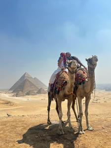 カイロにあるSETI Pyramids INNのピラミッドの前に立つ2頭のラクダ