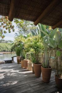 una fila de plantas en macetas sentadas en una cubierta de madera en Cabana Rio Caraiva, en Caraíva