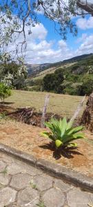 una pianta verde in mezzo a un campo di Casa da SU no meio da natureza a Bueno Brandão